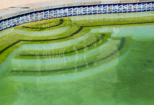 Pool Deck Algae Removal in Clovis